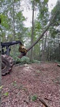 Maple Hung Up So Timberjack 460 Saves the Day! Husqvarna 372XP Felling