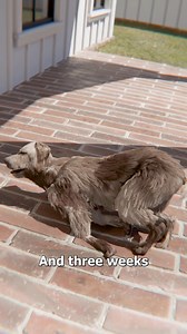 Dog Crawls Home After Tornado 😢 | Zack D. Films