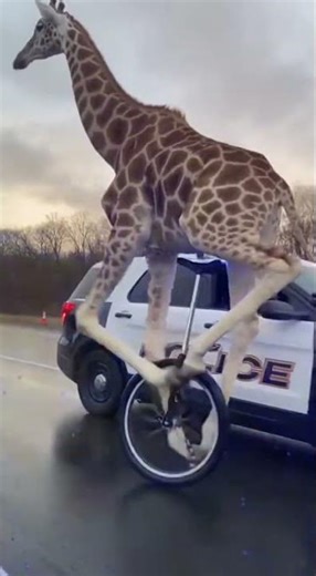 GIRAFFE ESCAPES THE POLICE ON A UNICYCLE! 🦒🚔😂