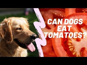 Can Dogs Eat Tomatoes? The Good and the Bad🐶