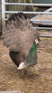 322K views · 33K reactions | Our beautiful peahen Peanut telling the boys to go away #peahen #peanutthepeahen #peafowl | Caenhill Countryside Centre | Facebook