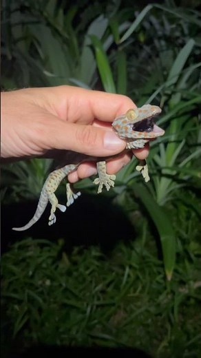 #gecko #loicvideos #tokay #reptile #nature #boop #animals
