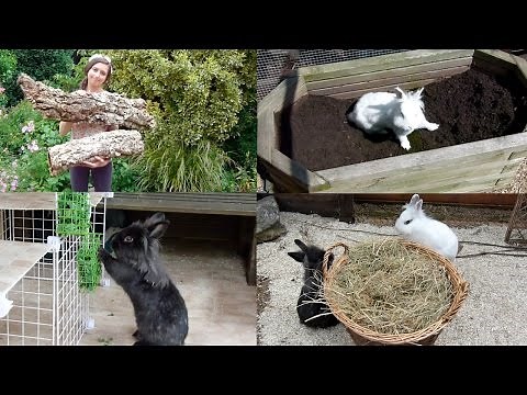 Rabbit Enrichment Ideas