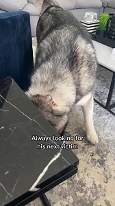 Is he really a husky? Signs your Siberian husky acts different