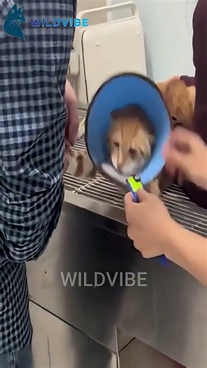 #shorts Angry Cat Reacts to Injection with Purrs #catshorts #cat #cats #catlovers #viralshorts #usa