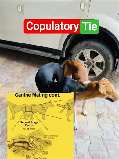 copulatory tie #dog #science #animals #veterinary #doctor #sanchore