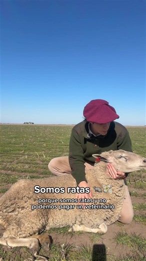 No nos gustan los vete 🤡🤌🏼 #veterinario | veterinaria