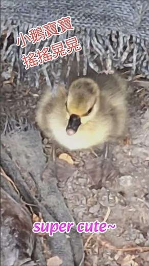 小鵝寶寶學走路，搖搖晃晃超可愛！🐥💛 Baby Goose Learning to Walk — So Wobbly and Cute!
