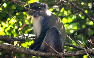 Observing Endangered Samango Monkeys in iSimangaliso Wetland Park