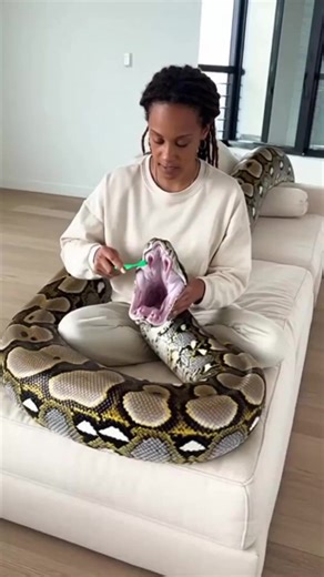 Snake's Apple Adventure! See a snake get its teeth brushed and enjoy an apple. Unusual and fun! #fblifestyle #AI Generated using Kling AI . . . (For entertainment purposes only. Consult professionals if guidance on activities is presented. No brand affiliation is implied if any are shown. If inspired by true events, creative adaptations may be included. Content may include public footage.) | Fabiosa UK