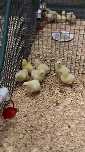 Did you know 7.5 million tonnes of food waste ends up in Australian landfills each year? That’s 5% of our national greenhouse gas emissions! UNE’s Dr Amy Moss is tackling this problem through a Australian Research Council-funded project that is converting food waste into chicken feed. Not only will this have significant environmental benefits, but it will also slash costs for the poultry industry. In partnership with Food Recycle Ltd, Amy is testing 11 different food waste streams from restauran