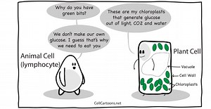 Plant Cells – Cell Cartoons