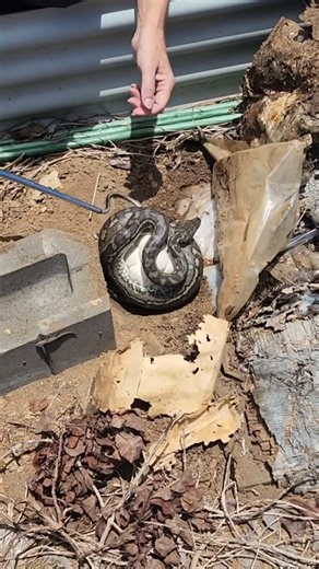 We please ask that you read this before commenting: If we get a call that a gravid snake has laid her clutch on someones property and they want her to be removed (usually due to pets, construction or fear) this is what we do! If we attempt to relocate mum and her eggs together out into the wild, only about half of the eggs will actually hatch, whereas when we take them to be incubated at the wildlife hospital, there is a 99% survival success rate! Once they are hatched, we immediately take them 