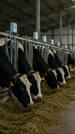 Dairy Cow Digital Twins Mooanalytica Dalhousie