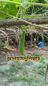 আলহামদুলিল্লাহ #janaojanatv #agriculture