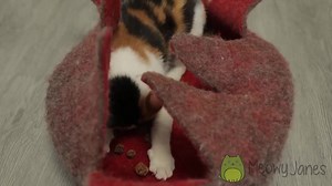 Whole Silvervine Fruit - All Natural Cat Toy | Dried Gall Fruit- Actinidia Polygama | Catnip Alternative | Unprocessed | Fresh Small Batch - Etsy