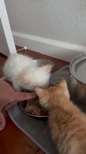 Yakgwa’s gone from fragile little rescue to ‘THIS BOWL IS MINE AND SO IS THAT ONE.’ Growth looks good on her. Sharing? Still working on it. #kitten #kittenlovers #adoptme #fosterkittens #tnr #kittycat #fypシ #bayarea | Pink Paws for the Cause
