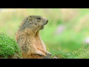 Sharon & Ozzy Gophers - Walk On The Wild Side Highlight - BBC