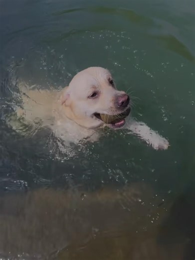 Why is the Labrador called a Canadian water dog？ #labrador #swimming #funny