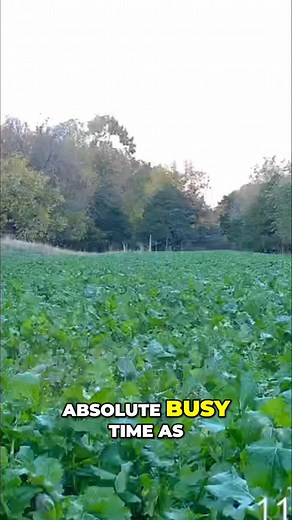 Hunting the Peak Rut: Secret Tactics for Bow Hunters! | KOAM Outdoors LLC