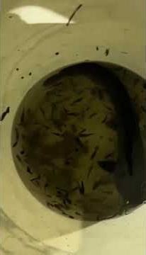 20251125，夜間生態，目標出現，野生孔雀魚，大肚魚仔仔，媽媽，（1-3）