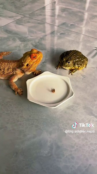 If Lao Huang concentrates, he can still snag a top-tier #viralvideochallenge #foryoupage #bearinglion #africanbullfrog #trendingvideo