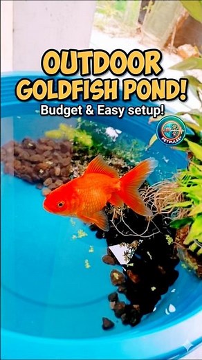 My New Outdoor Goldfish Pond! (Easy DIY) 🐠