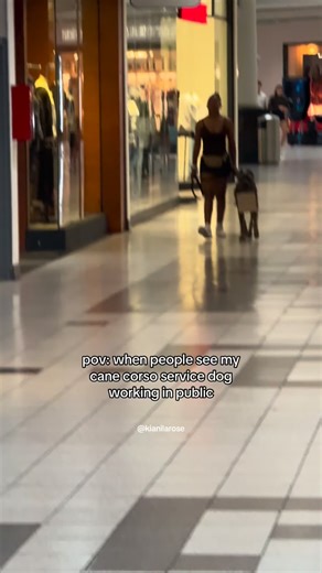 the legend of Kora 🐺🤎 all jokes aside, please don’t distract working dogs- especially service dogs. they have a big job to do & need to be focused on their handler (& the environment depending on their task/job). petting, talking to, or interacting with a service dog in any way, shape, or form could distract them from their very important job which can potentially be dangerous for the handler & for the service dog. that being said, please be respectful if a handler tells you not to interact wi