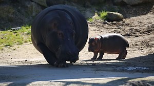Naissance d'un bébé hippopotame à Pairi Daiza, une douce nouvelle - RTBF Actus