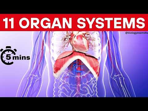 Human Organ Systems and Functions Animation in 5 Minutes || 11 Organ Systems