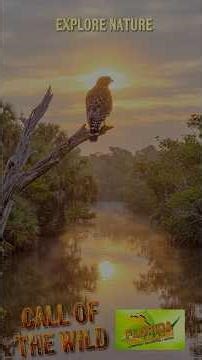 The Wild Side of Florida: Alligators & Birds!