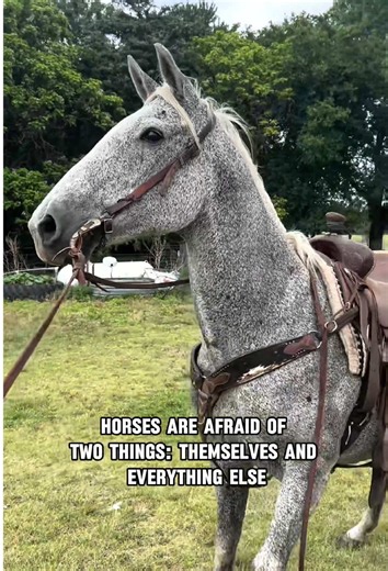 Horses are afraid of two things: themselves and everything else🤣🐴#farmlife #farm #horse #funnyanimals #fyp