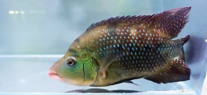 Red Terror Cichlid/Festae Cichlid - (Mesoheros festae)