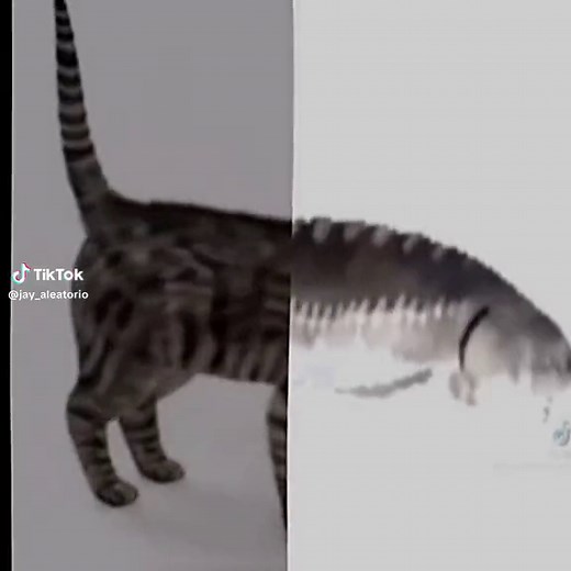 Funny Catfish Spinning Meme Compilation