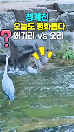 청계천 왜가리는 외로워🦢 왜가리 vs 오리🦆 Cheonggyecheon Stream #청계천 #청계천왜가리 #청계천오리 #서울 #서울여행
