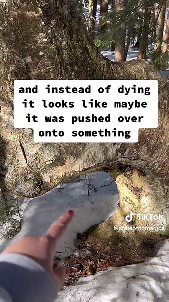 Yellow Birch Thriving in New Hampshire Woods