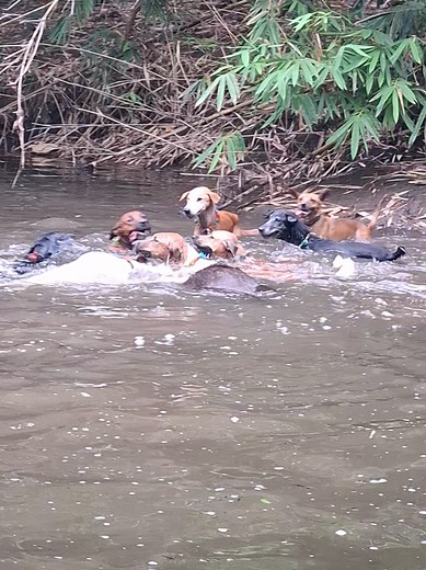 Mandi Mandi pasukan pbls pemburu hama B2 #porbi #porbi_sumbar #porbisoppeng #porbibone #porbiwajo