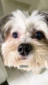 Why My Labrador Hates Playing with Dogs? Uncover the Reasons