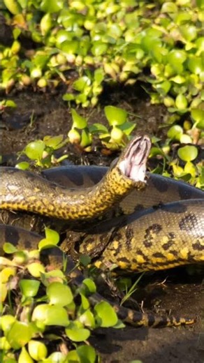 Biggest Snake alive today, the green anaconda.