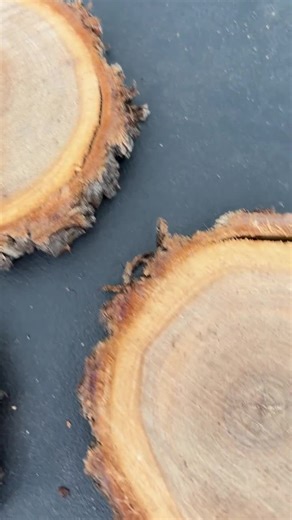 Natural Elm Wood Cookies Rounds Slices 4 to 5 Inches With Live Bark Edges Treated With Pentacryl - Etsy