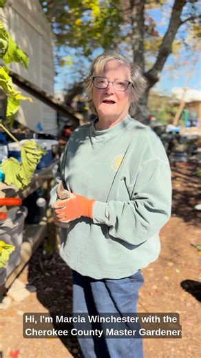 Cherokee Master Gardeners on Instagram: "Let's propagate that Confederate rose ."