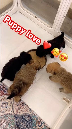 Adorable Puppies eating #puppy #cute #adoreble