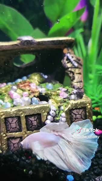 Relaxing Beta Fish Swimming Video