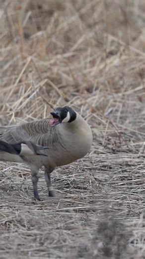 Fighting Geese!! 💍💍