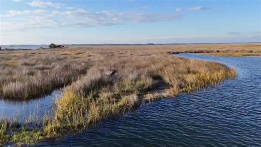 A Great Blue Heron cruising the Salt Marshes in Panacea, Florida out near Piney Island! These majestic birds can live up to 24 years old and have a wing span that can reach up to 7 ft!!! 🐦 | Trident Restaurant