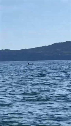 Orca Whales next to Orcas Island #washingtonstate #salishsea #killerwhales