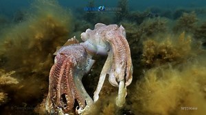 🐙 Dive into the mesmerizing world of the giant cuttlefish in Whyalla! 🌊 Every winter, these incredible creatures gather in the waters of South Australia for a spectacular breeding display. Known for their vibrant colors and fascinating behaviors, the giant cuttlefish create an underwater show that’s truly one of a kind. 🤩✨ Whether you’re a seasoned diver or just love marine life, witnessing this natural phenomenon is a must. Their kaleidoscopic color changes and intricate patterns are a testa