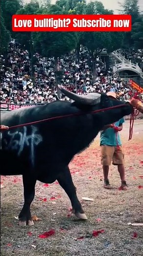 Buffalo Bulls Fight in Intense Clash #bullfights