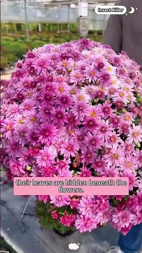 🌼🌱Cold-resistant and Easy to Cultivate, create a beautiful space free of pests with Pyrethrum seeds!
