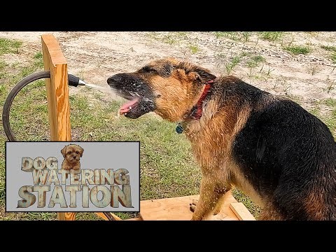 Automatic Dog Waterer Lets Your Dog Drink Water From a Fountain